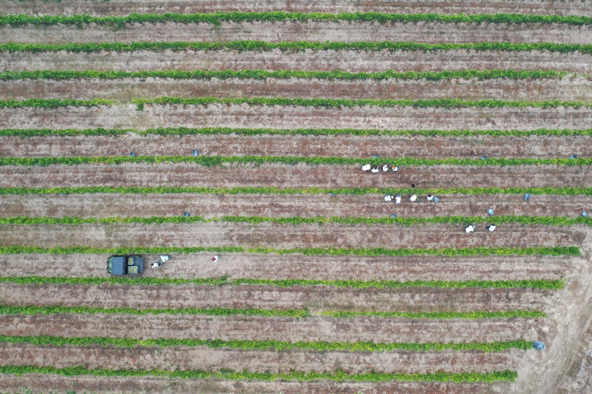 Agrobusiness